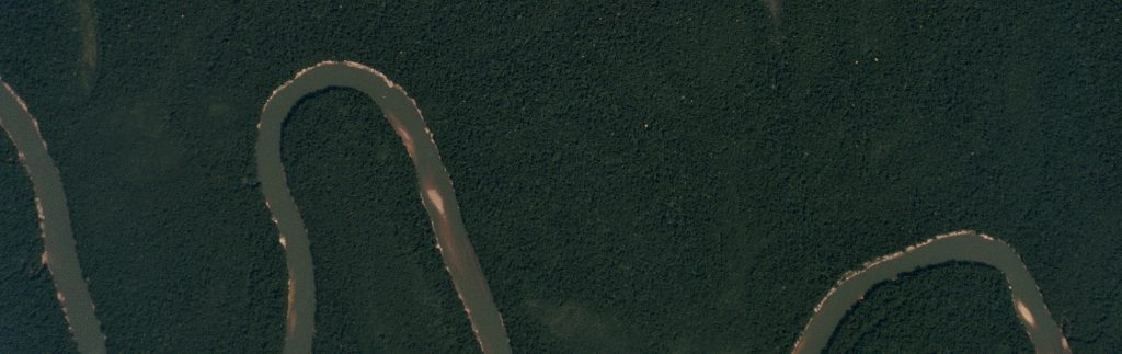 flowering trees in the Colombian Amazon