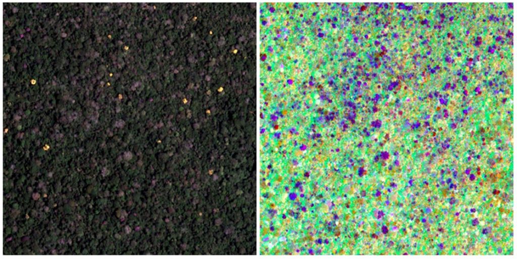 flowering trees and biological diversity in a Panamanian rain forest